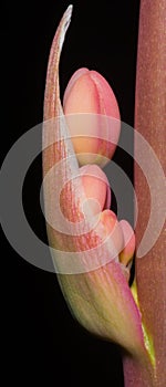 Stunning Buds Of Red Yucca Hesperaloe parviflora