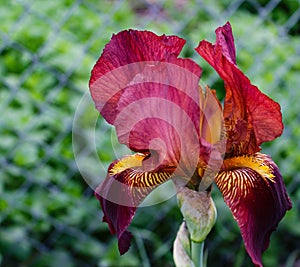Stunning burgundy bearded iris flower