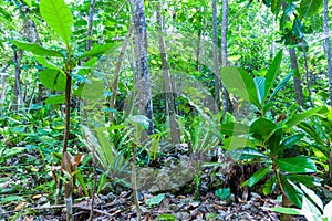 Stunning bush walk to wonderful Matapa Chasn a popular travel de