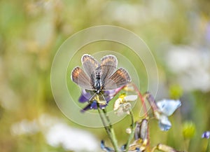 Stunning butterfly