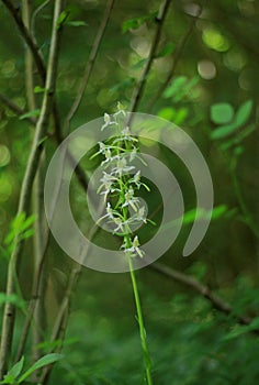 The stunning butterfly orchid