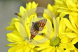 Stunning butterly, marsh fritillary on yellow chrysanthemum.