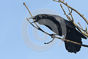 A stunning Carrion Crow, Corvus corone, perched on a branch of an ash tree calling.