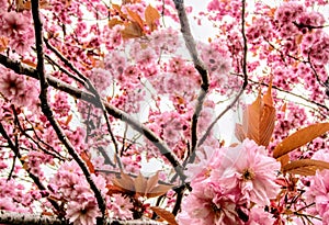 Stunning Cherry Blossom Tree