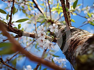 Stunning Cherry Blossom Tree Spring Blooms Blue Sky
