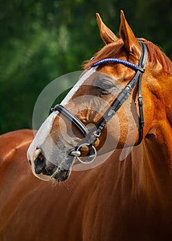 Stunning chestnut budyonny dressage gelding horse posing in black leather bridle with handmade browband