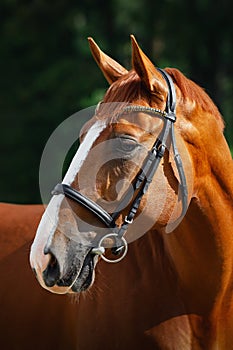 Stunning chestnut budyonny dressage gelding horse posing in black leather bridle with handmade browband