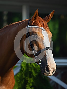 Stunning chestnut budyonny dressage gelding horse posing in black leather bridle with handmade browband