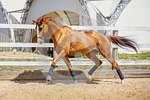 Stunning chestnut budyonny dressage gelding horse with white line in brown bridle and blue bandages trotting along fence