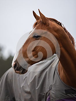 Stunning chestnut budyonny gelding horse in blanket