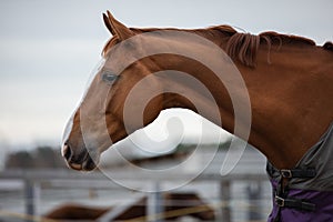 Stunning chestnut budyonny gelding horse in blanket