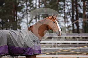 Stunning chestnut budyonny gelding horse in blanket in paddock