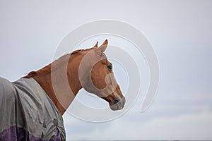 Stunning chestnut budyonny gelding horse in blanket on sky background