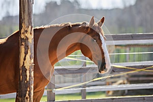 Stunning chestnut budyonny gelding horse in paddock in daytime in spring