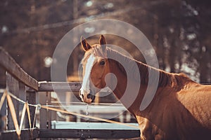 Stunning chestnut budyonny gelding horse with water drops from mouth after drinking in paddock in spring daytime