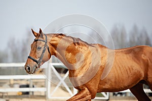 Stunning chestnut showjumping budyonny stallion sport horse in bridle running in daytime