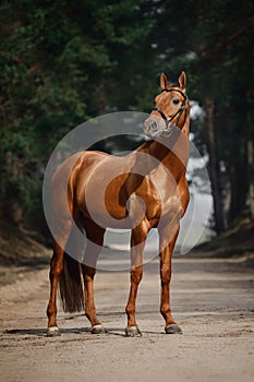 Stunning chestnut showjumping budyonny stallion sport horse in bridle standing on road in forest in daytime photo