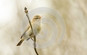 A pretty Chiffchaff Phylloscopus collybita perched on a branch of a tree singing.