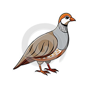 Stunning Chukar Partridge Bird Illustration