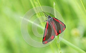 A stunning Cinnabar Moth Tyria jacobaeae perching on a blade of grass.