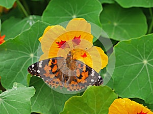 Stunning close-up of butterfly on yellow flower