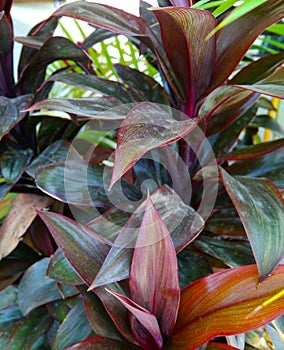 A stunning close up of an evergreen decorative green and colored leaves in the pot