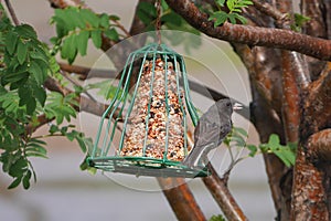 Stunning close-up of finch on feeder