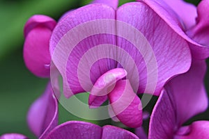 Stunning Close Up of a Hot Pink Sweet Pea