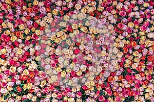 Stunning close-up of a wall adorned with colorful rose blossoms.