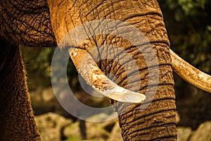 Stunning closeup of elephant trunk and tusks