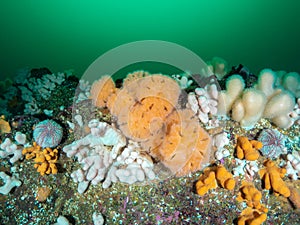 Stunning cold water reef. Diving, Northumberland