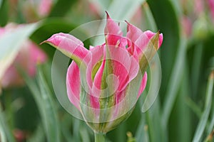 Stunning color of Tulip Love Dance, a beautiful Intense pink flower brushed with contrasting green on the outer petals