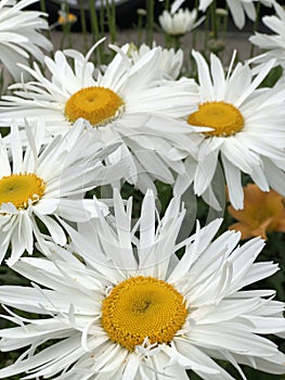 Stunning And Colorful Macro Close Shot Photography White Gerber Daisies