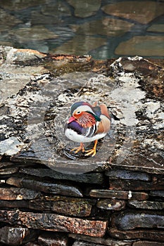 Stunning colorful male mandarin duck