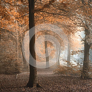 Stunning colorful moody vibrant Autumn Fall foggy forest landscape