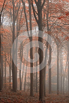 Stunning colorful vibrant evocative Autumn Fall foggy forest lan