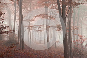 Stunning colorful vibrant evocative Autumn Fall foggy forest lan