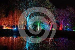 Stunning Colourful Floodlit Trees at Night.
