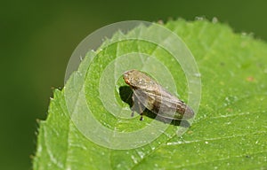 A stunning Common Froghopper Philaenus spumarius also called spittlebug or cuckoo spit insect perching on a leaf.