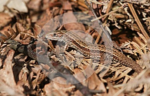 A stunning Common Lizard Lacerta Zootoca vivipara warming itself in the spring sunshine on leaf litter on the ground.