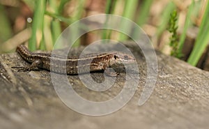 A stunning Common Lizard Zootoca vivipara hunting on a wooden boardwalk .