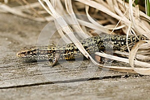 A stunning Common Lizard, Zootoca vivipara, warming up on a wooden boardwalk .