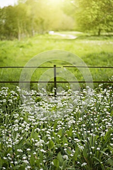 Stunning conceptual fresh Spring landscape image of bluebell and