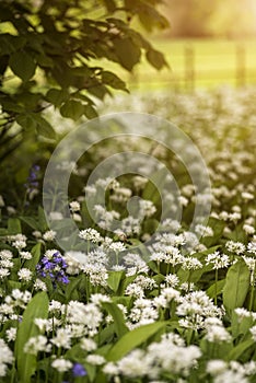 Stunning conceptual fresh Spring landscape image of bluebell and