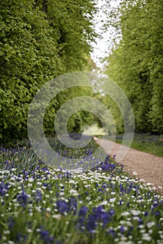 Stunning conceptual fresh Spring landscape image of bluebell and