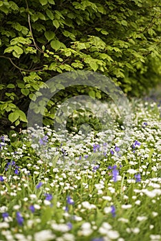 Stunning conceptual fresh Spring landscape image of bluebell and