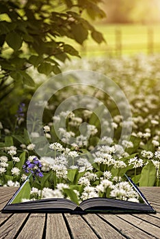 Stunning conceptual fresh Spring landscape image of bluebell and