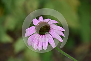 Stunning Coneflower Blossom Blooming in a Summer Garden