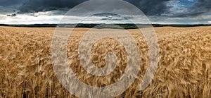 Stunning countryside landscape wheat field in Summer sunset