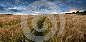 Stunning countryside landscape wheat field in Summer sunset